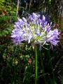 Madeira0733.JPG